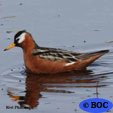 Red Phalarope