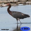 Reddish Egret