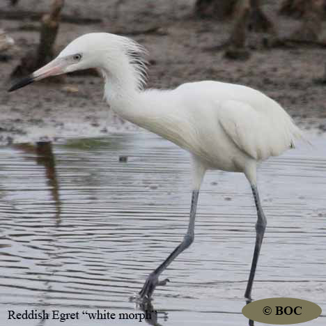 Birds of Cuba