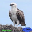 Ridgway's Osprey
