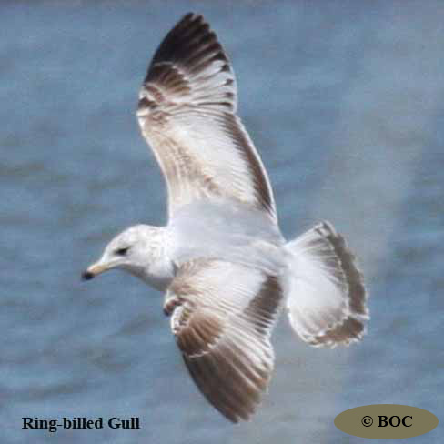 Birds of Cuba