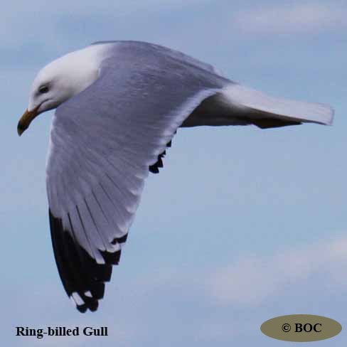 BOC