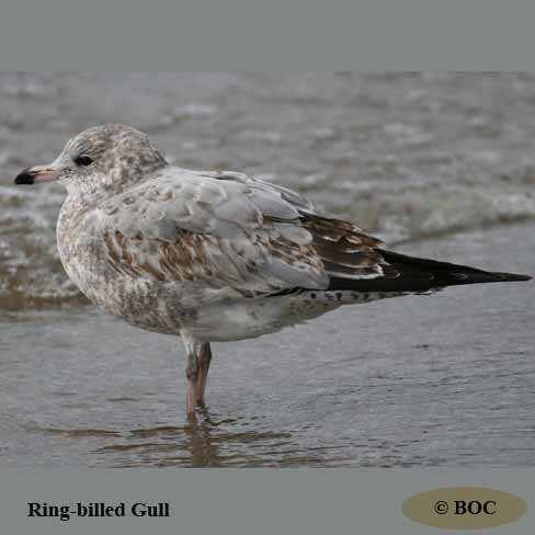BOC