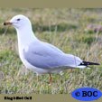 Ring-billed Gull
