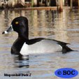 Ring-necked Duck