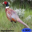 Ring-necked Pheasant