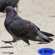 Rock Pigeon