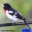 Rose-breasted Grosbeak