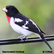 Rose-breasted Grosbeak