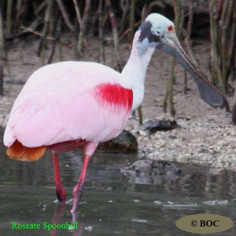 Birds of Cuba