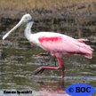 Spoonbill