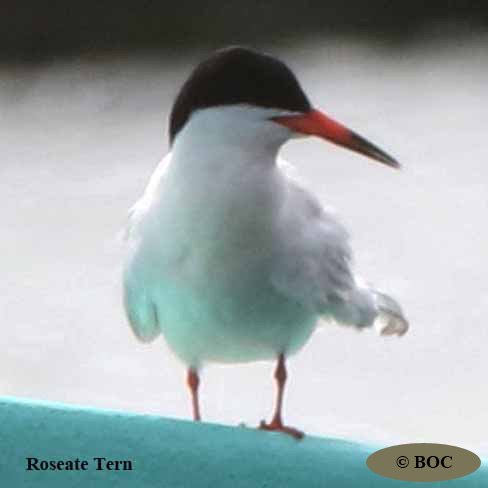 BOC