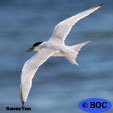Roseate Tern