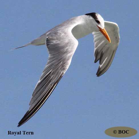 BOC