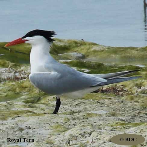 Birds of Cuba
