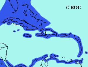 Royal Tern range