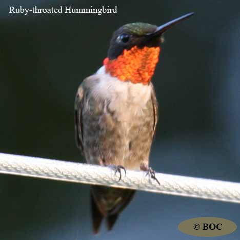 Birds of Cuba