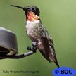 Ruby-throated Hummingbird