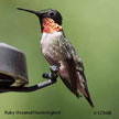 Ruby-throated Hummingbird