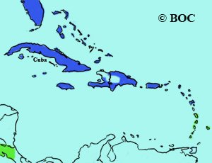 Ruddy Duck range