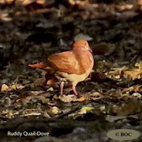 Birds of Cuba