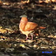 Ruddy Quail-Dove