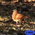 Ruddy Quail-Dove