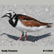 Turnstone