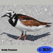 Turnstone