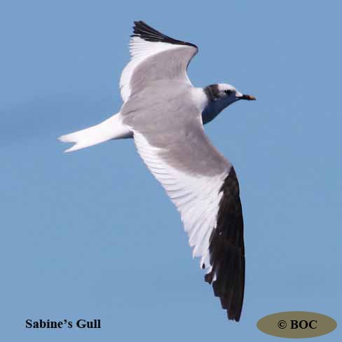 BOC
