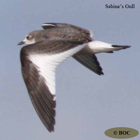 BOC
