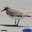 Sanderling