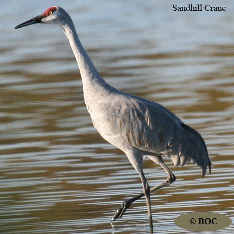 Birds of Cuba
