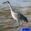 Sandhill Crane