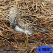 Sandpipers