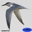 Sandwich Tern