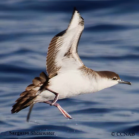 Sargasso Shearwater