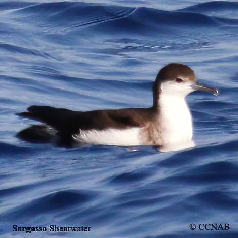 Sargasso Shearwater