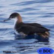 Sargasso Shearwater