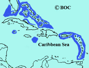 Sargasso Shearwater range