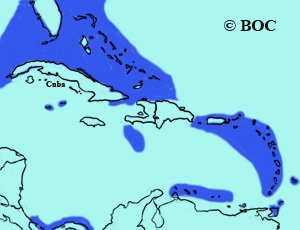 Sargasso Shearwater range