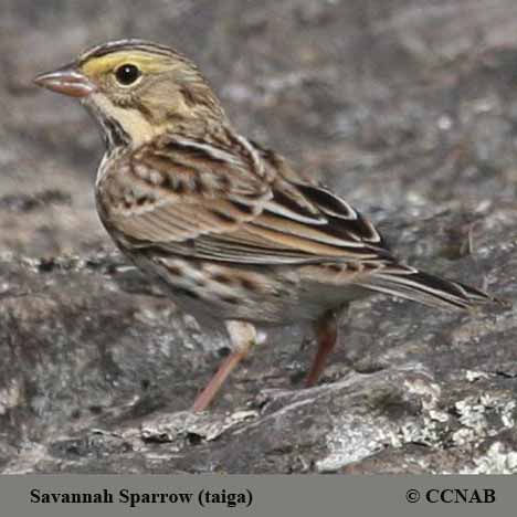 Birds of Cuba