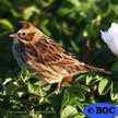 Savannah Sparrow