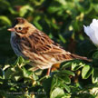 Savannah Sparrow