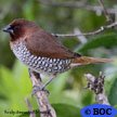 Scaly-breasted Munia