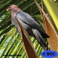 Scaly-naped Pigeon