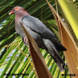 Scaly-naped Pigeon