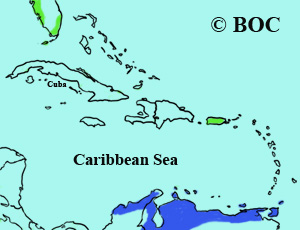 Scarlet Ibis range