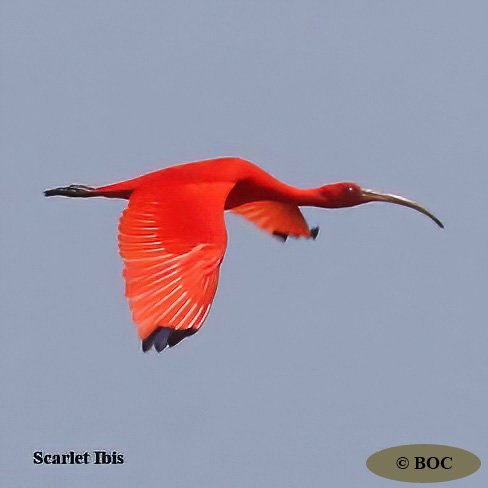 BOC