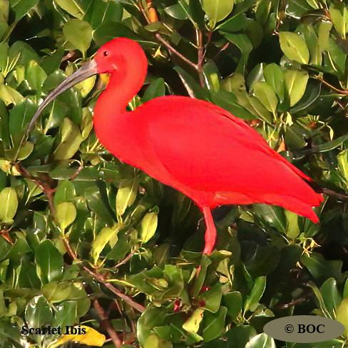 Birds of Cuba